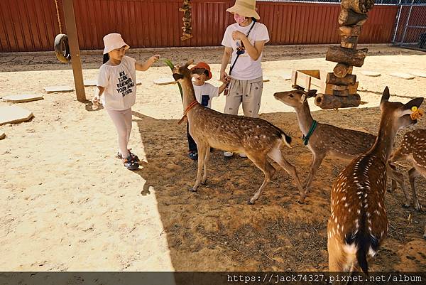 {桃園景點}埔心牧場最新萌萌村遊玩攻略，5米豚神、遊園小火車