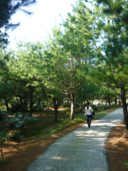 五葉松步道