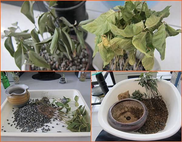 02枯萎-取出植栽及回收盆器.JPG