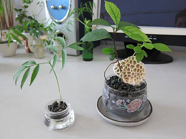 17種子組合盆栽的搭配