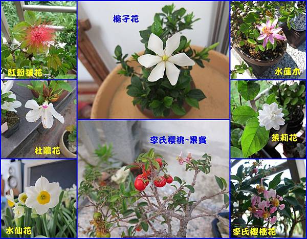 18盆栽開花.jpg