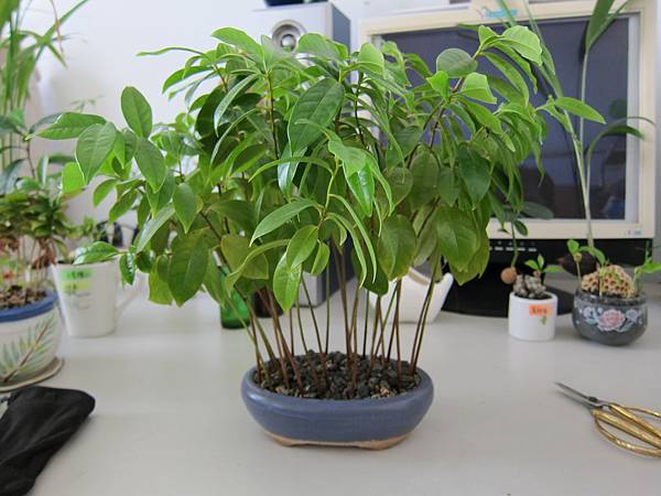 11羅李亮果~種子盆栽(20140830拍攝).JPG
