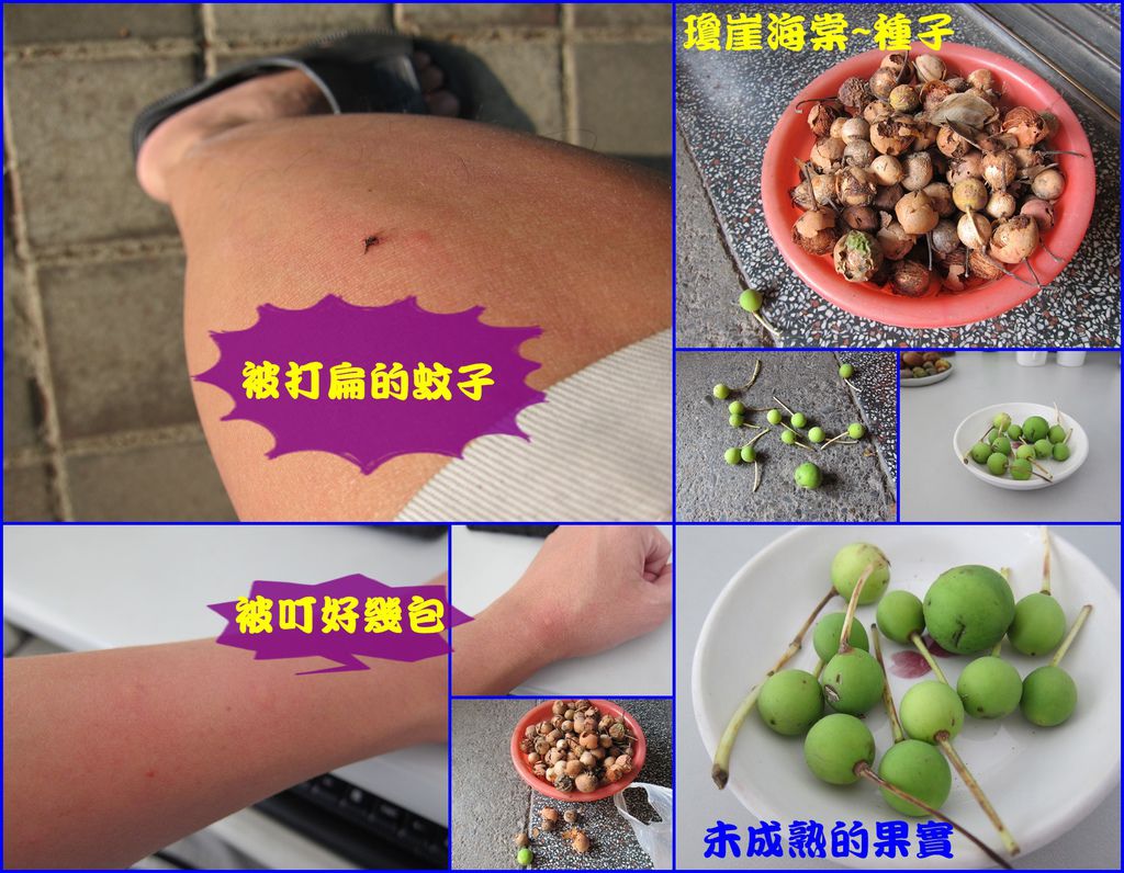 06瓊崖海棠~檢了不少種子,但也被蚊子叮.JPG