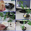 16蒲桃+根葉板根+仙桃~種子組合盆栽~種植過程.JPG