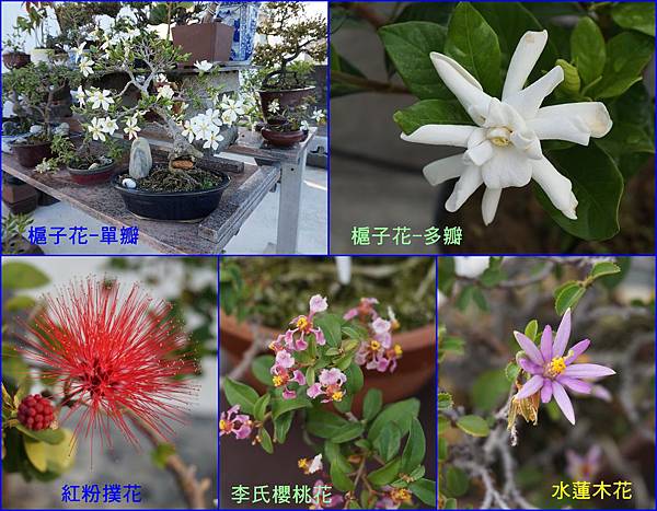 01春天不出門也可以在家賞花~槴子花、紅粉撲花、李氏櫻桃花、水蓮木花.jpg