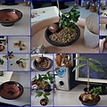 17種子組合盆栽~銀葉板根+柚子+瓊崖海棠+蒲葵.jpg