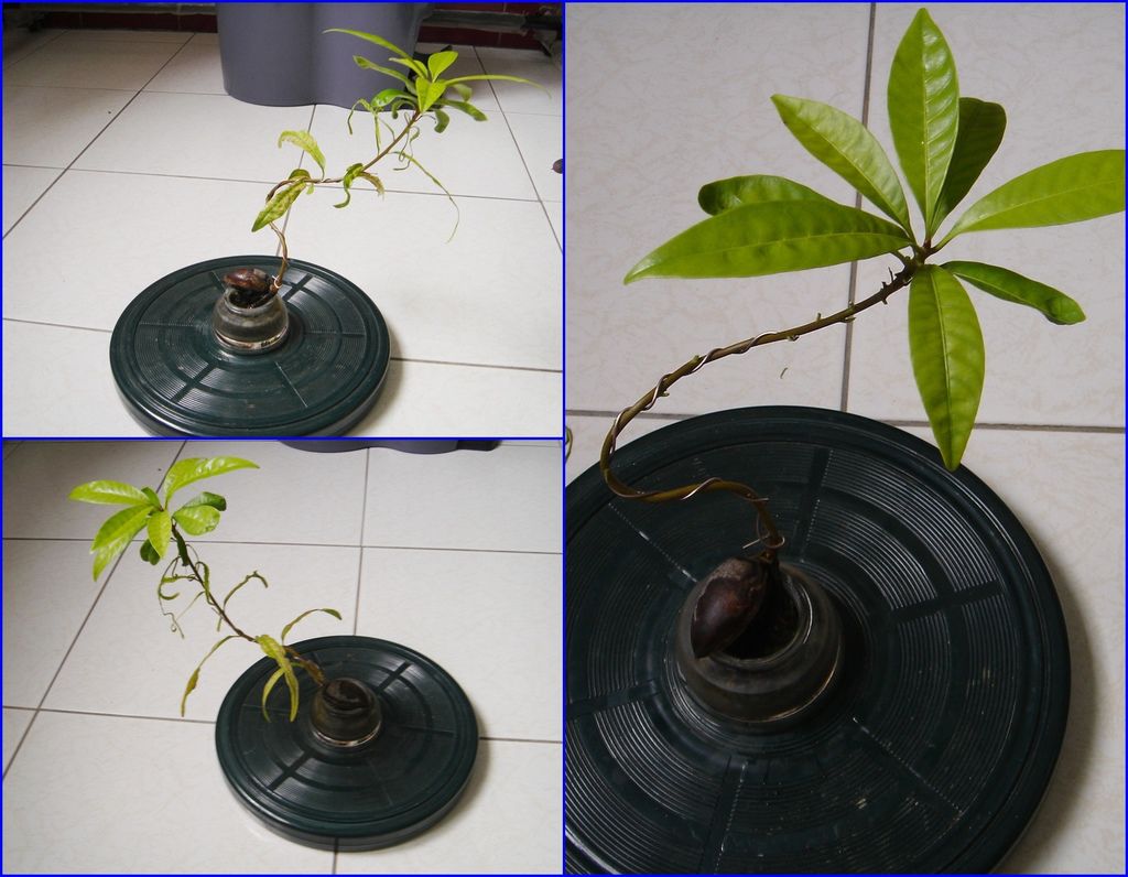 03轉盤上修剪.jpg 03轉盤上修剪.jpg