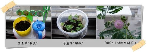 小種子-含羞草.jpg 小種子-含羞草.jpg