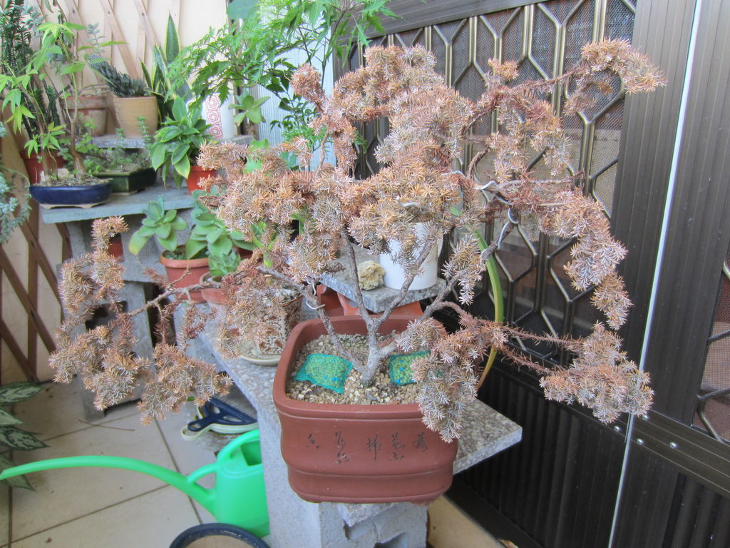 IMG_1700.JPG IMG_1700.JPG