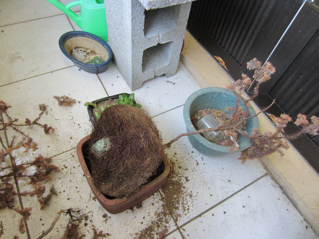 IMG_1701.JPG IMG_1701.JPG