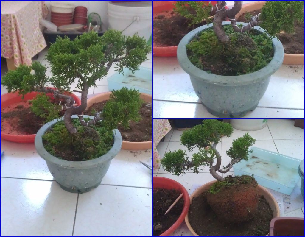 03台灣真柏換盆的樣子(20130120拍攝).jpg 03台灣真柏換盆的樣子(20130120拍攝).jpg