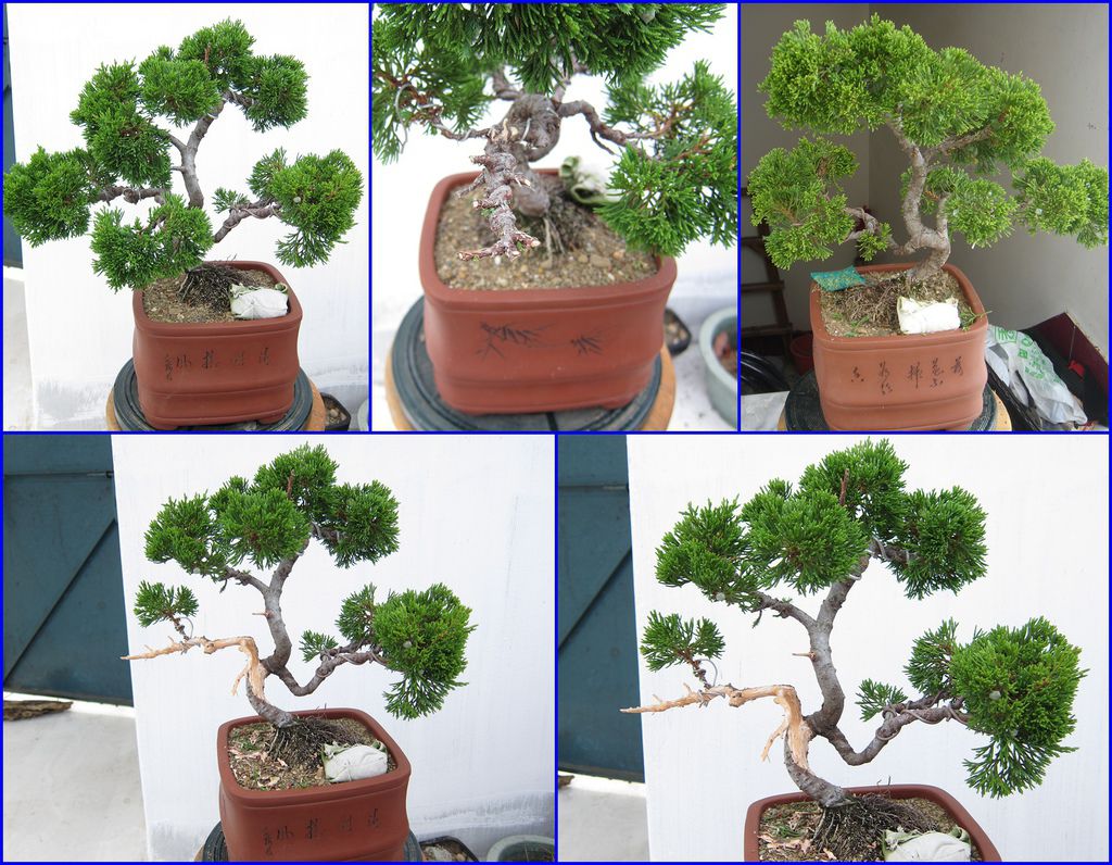 04真柏的修剪及賞試神枝的剝皮.jpg 04真柏的修剪及賞試神枝的剝皮.jpg