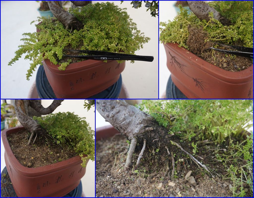 06除草過程.jpg 06除草過程.jpg