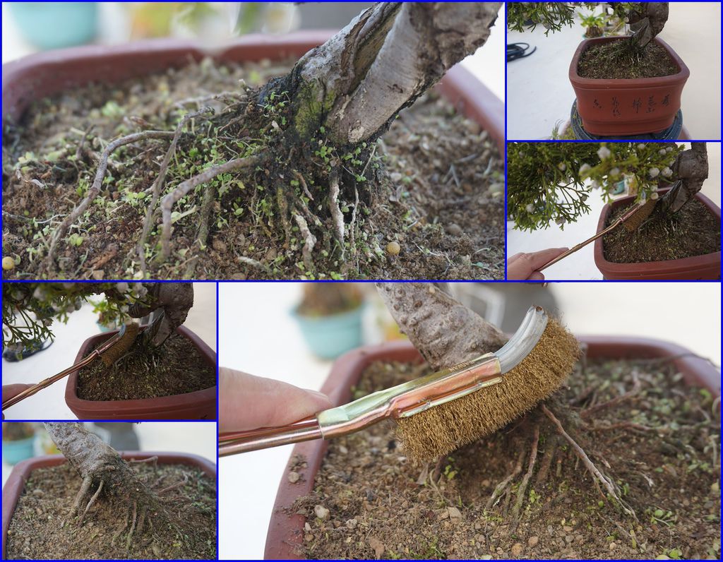 07除完草順便用刷子將樹皮及裸根刷乾淨.jpg 07除完草順便用刷子將樹皮及裸根刷乾淨.jpg