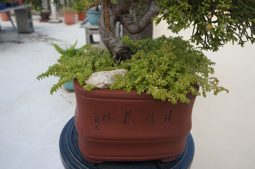 05雜草叢生(雜草名稱小葉冷水麻).JPG 05雜草叢生(雜草名稱小葉冷水麻).JPG