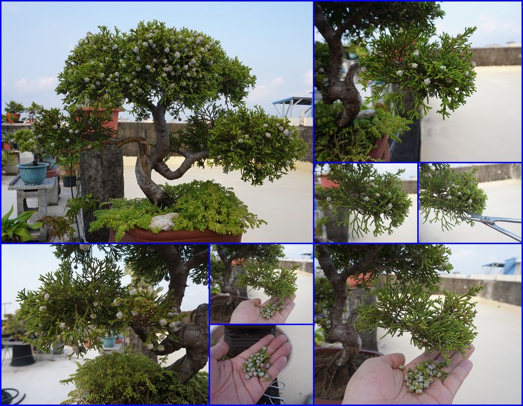 09真柏上的果實摘除.jpg 09真柏上的果實摘除.jpg