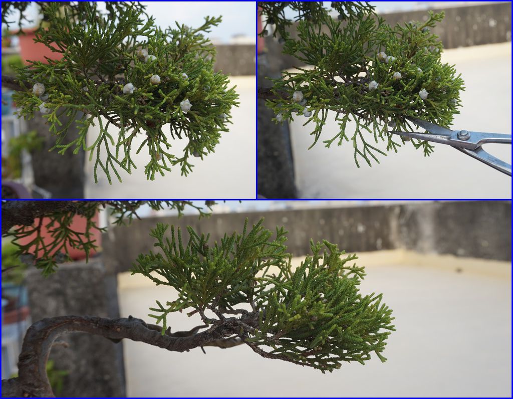 10真柏剪子修剪(下邊的葉子剪除).jpg 10真柏剪子修剪(下邊的葉子剪除).jpg