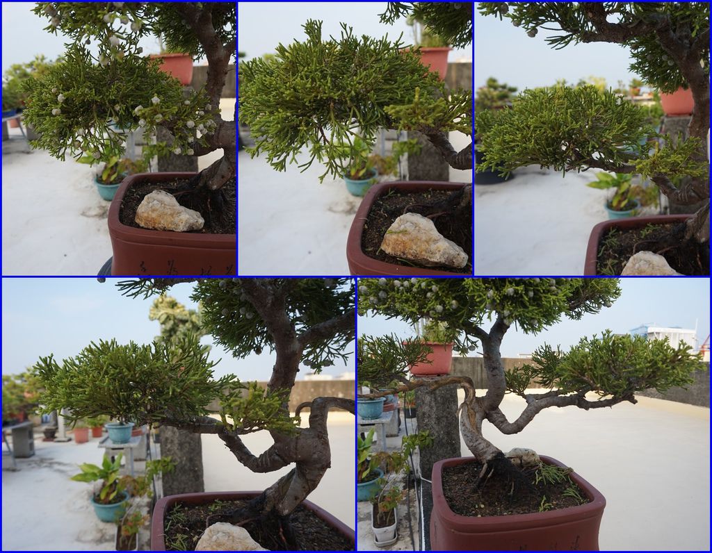 12真柏的修剪過程.jpg 12真柏的修剪過程.jpg