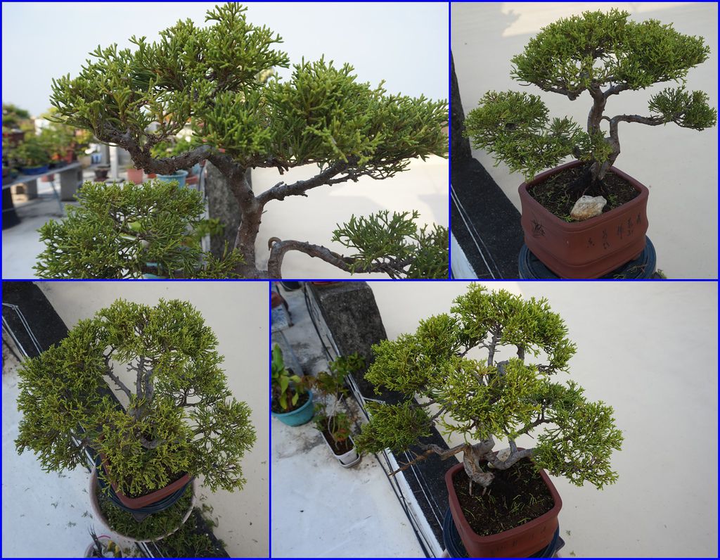 14台灣真柏修剪完成.jpg 14台灣真柏修剪完成.jpg