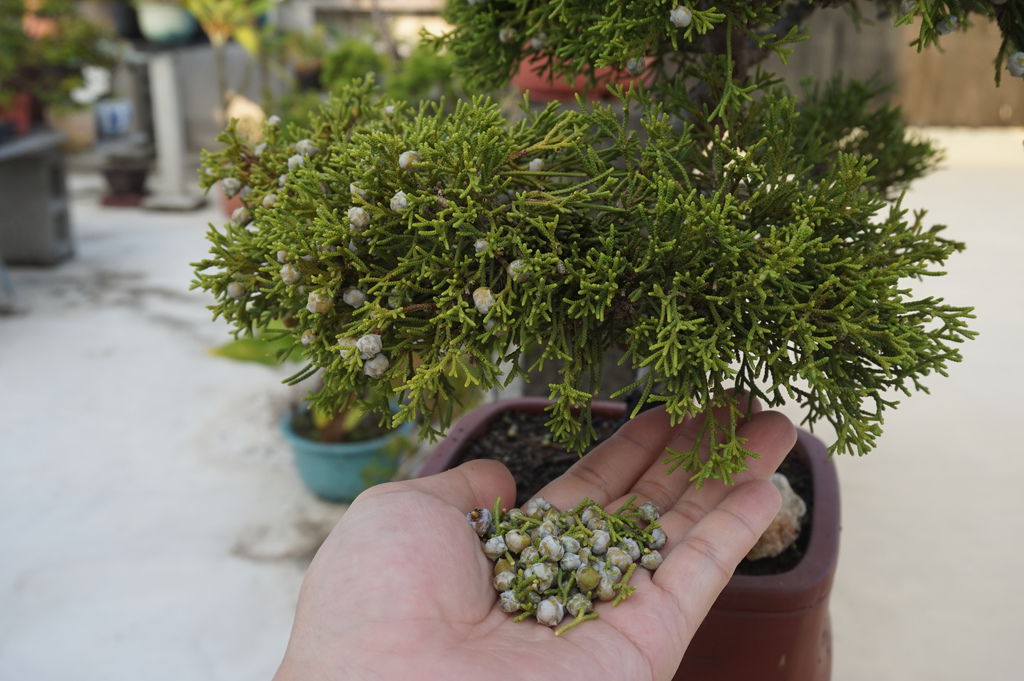 11真柏上的果實全部摘除.JPG 11真柏上的果實全部摘除.JPG