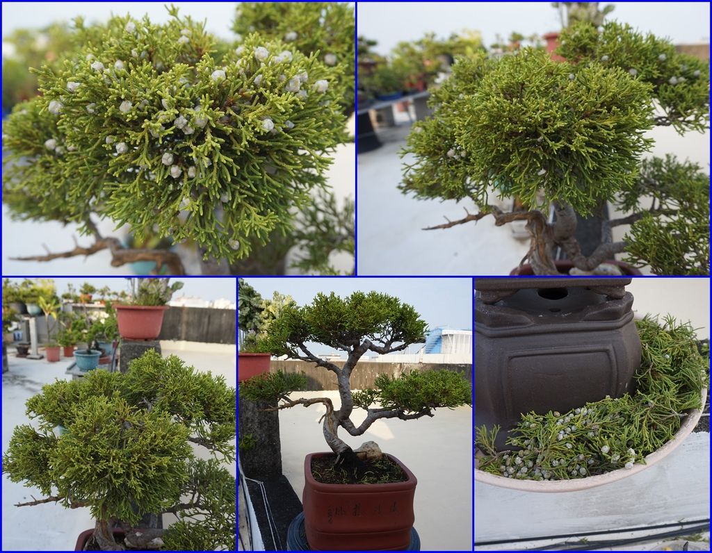 13修前過程及剪下的葉子與果實.jpg 13修前過程及剪下的葉子與果實.jpg