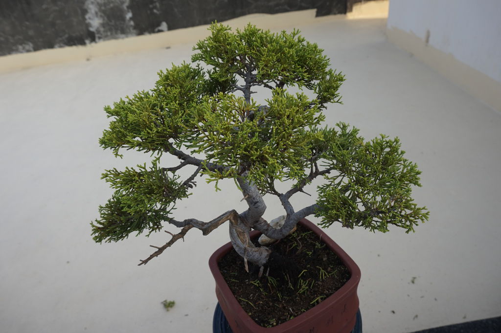 15台灣真柏修剪後的成果照.JPG 15台灣真柏修剪後的成果照.JPG