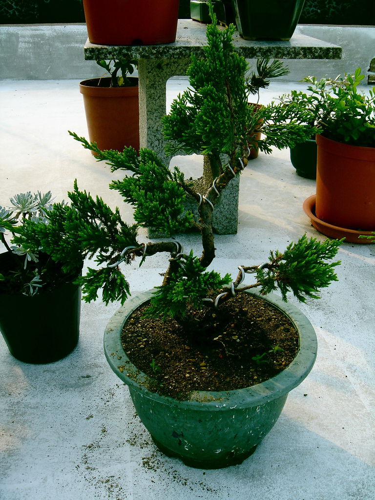 02台灣真柏剛買回家的樣子(20111030拍攝)購於岡山籮筐會.jpg 02台灣真柏剛買回家的樣子(20111030拍攝)購於岡山籮筐會.jpg