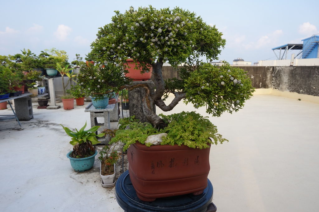 01台灣真柏修剪前照片(20150912拍攝).JPG 01台灣真柏修剪前照片(20150912拍攝).JPG