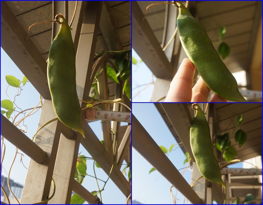 12第三代魔豆的果莢.jpg
