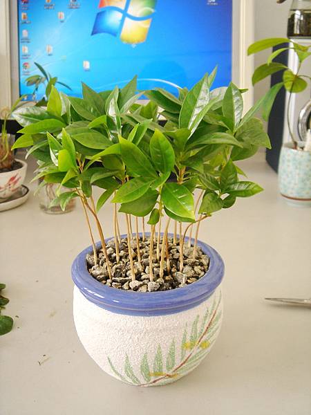 19以前種的咖啡種子盆栽~長出了很茂盛的葉子(20121006拍攝).JPG