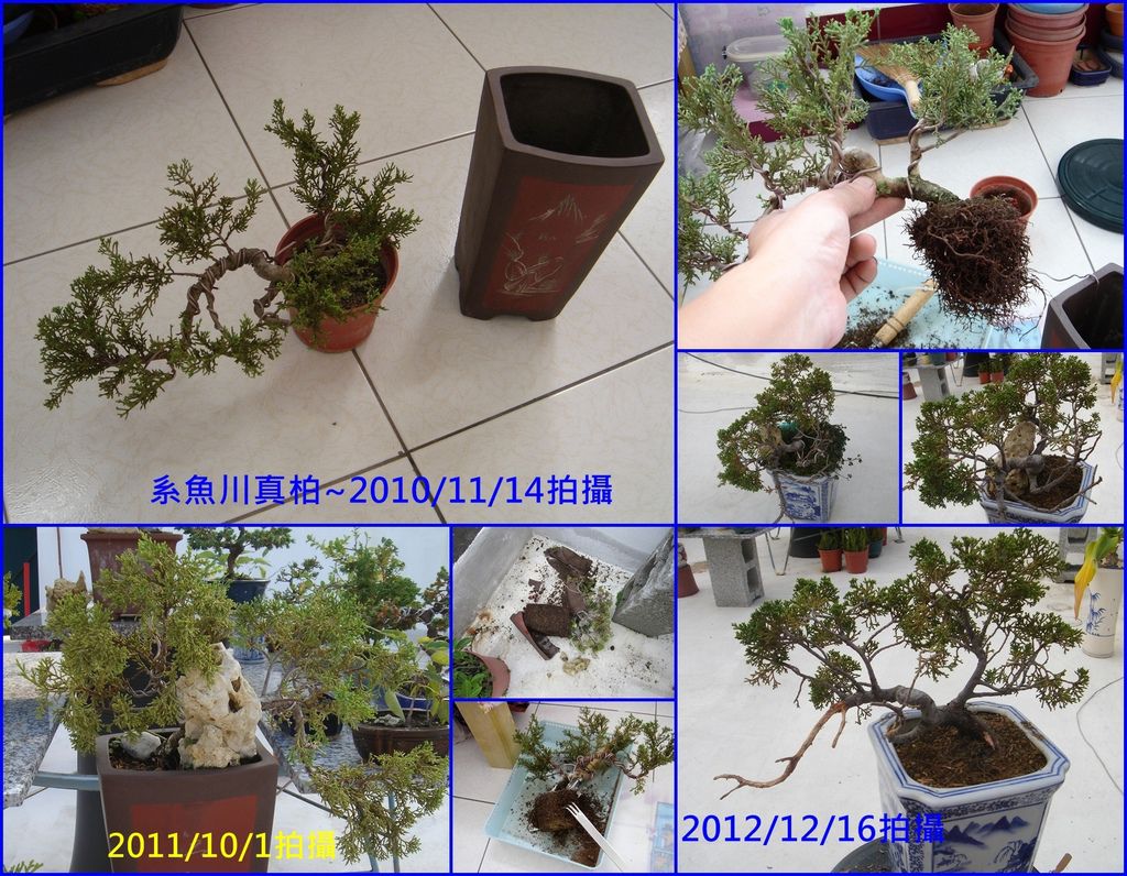 27懸崖式的系魚川真柏(2010年購於岡山籮筐會)~5吋盆改植為懸崖式的盆栽.jpg