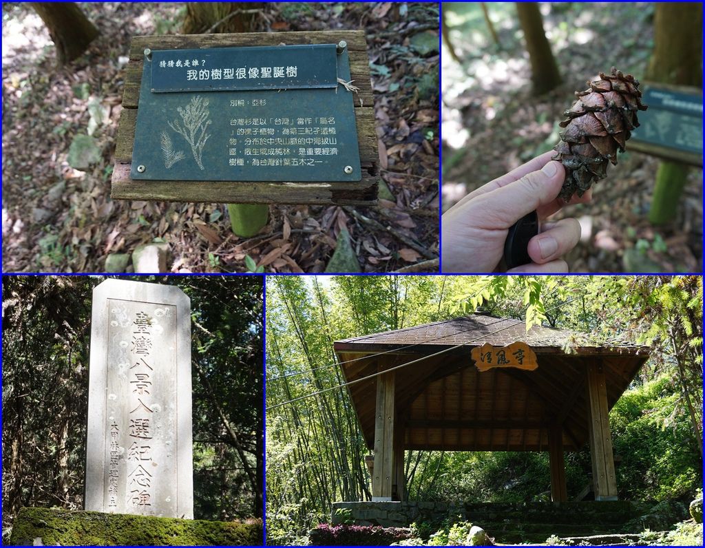 15森林~植物松果很多~經過八仙山的台灣八景入選紀念碑.jpg