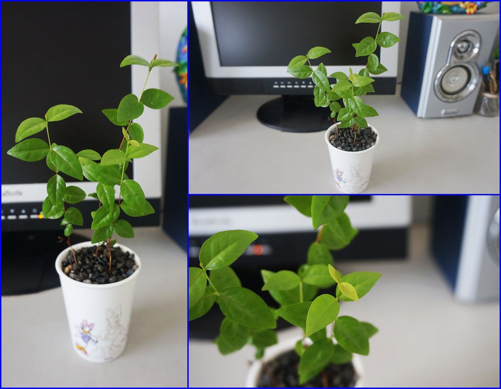 11小瓷盆-展葉中的八角櫻桃種子盆栽(20160820拍攝).jpg 11小瓷盆-展葉中的八角櫻桃種子盆栽(20160820拍攝).jpg