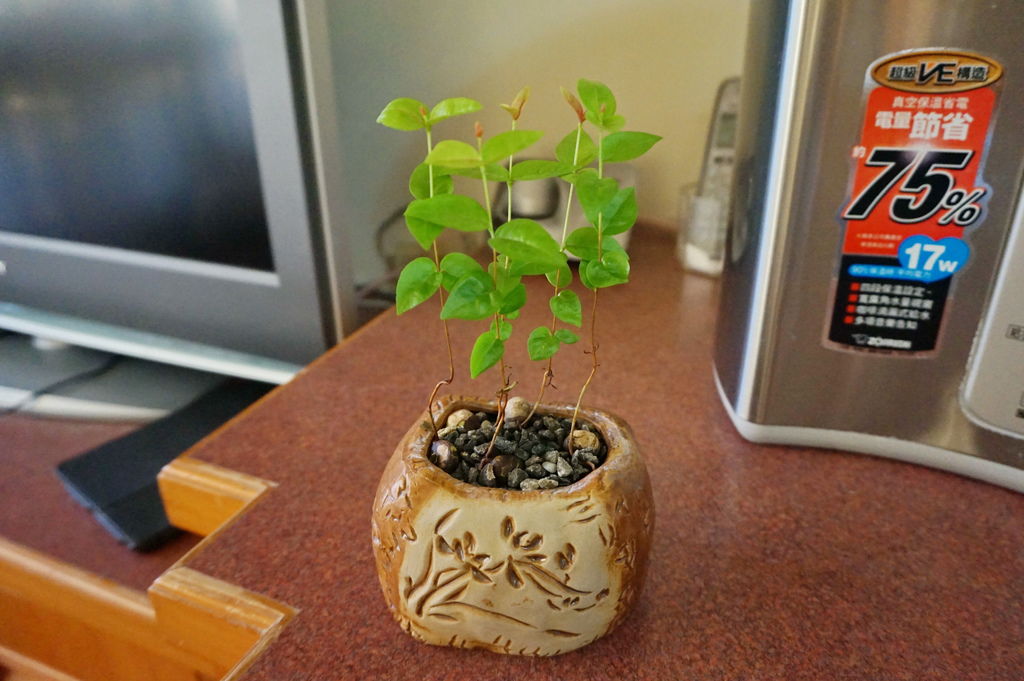 01八角櫻桃(扁櫻桃.稜果蒲桃)種子盆栽(20160801拍攝).JPG 01八角櫻桃(扁櫻桃.稜果蒲桃)種子盆栽(20160801拍攝).JPG