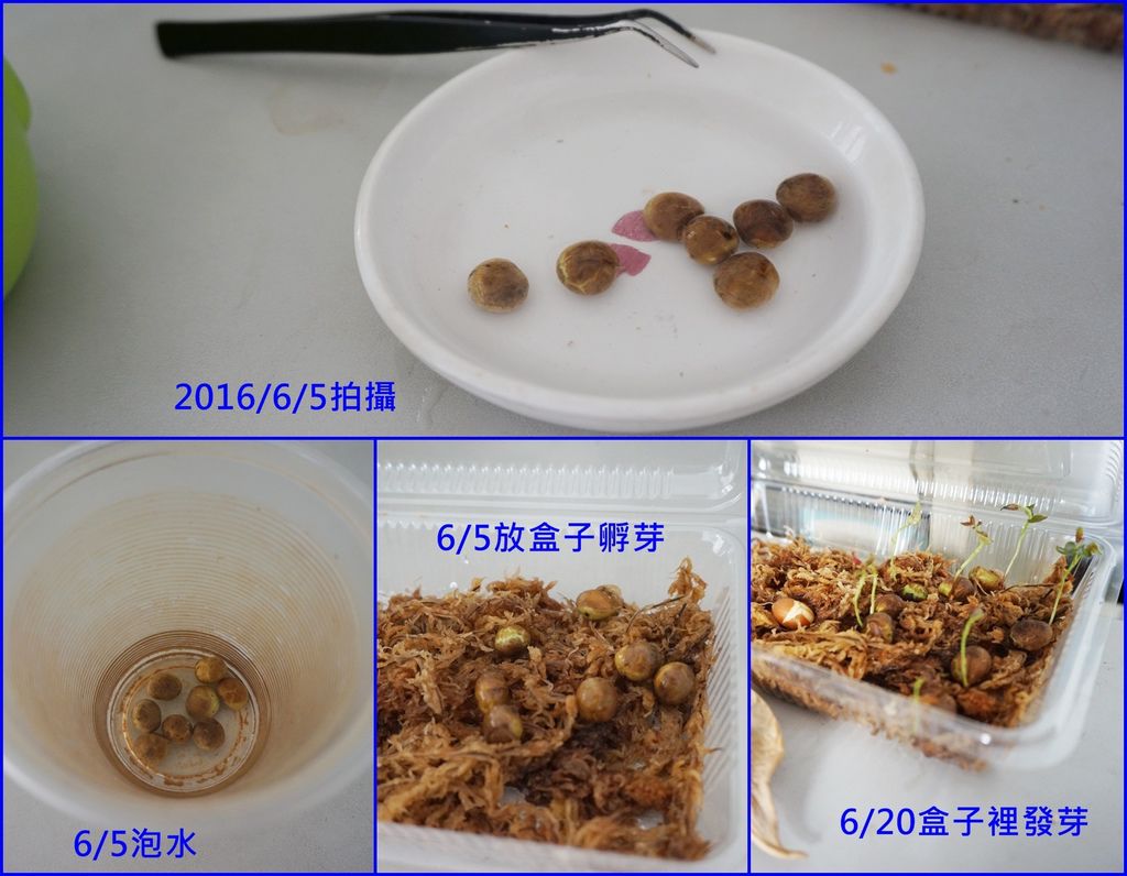 02八角櫻桃種子泡水及孵芽.jpg 02八角櫻桃種子泡水及孵芽.jpg