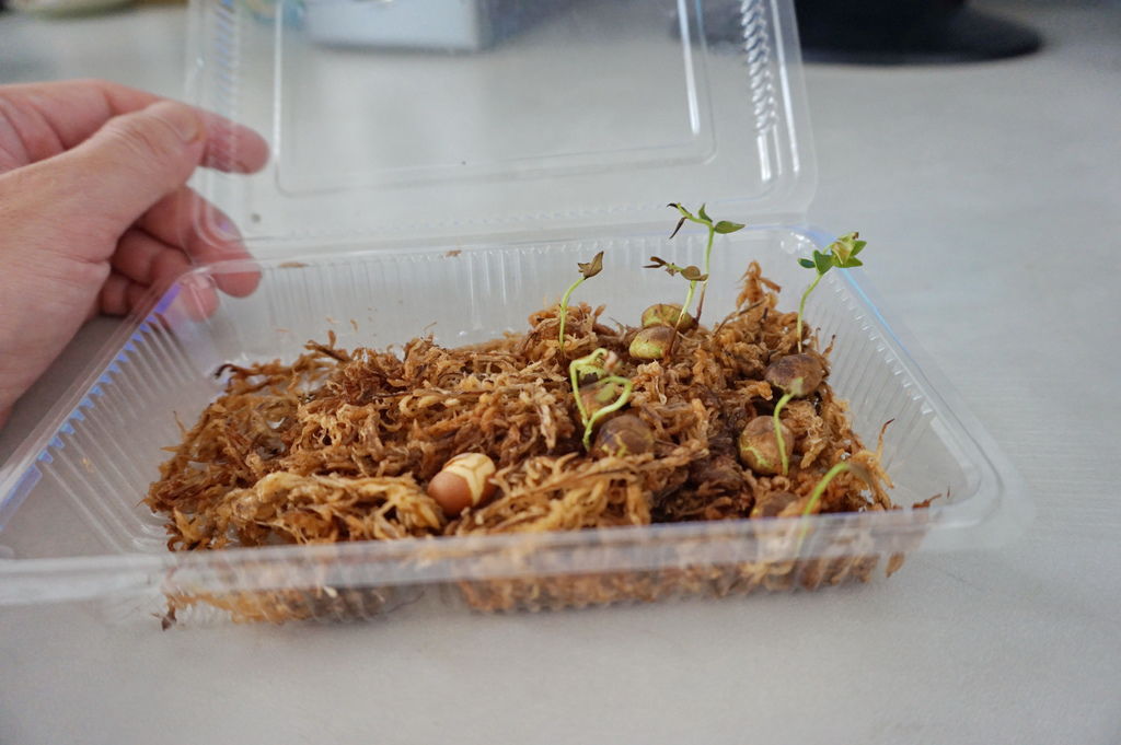 03小櫻桃種子在盒子裡發芽長根(20160702拍攝).JPG 03小櫻桃種子在盒子裡發芽長根(20160702拍攝).JPG