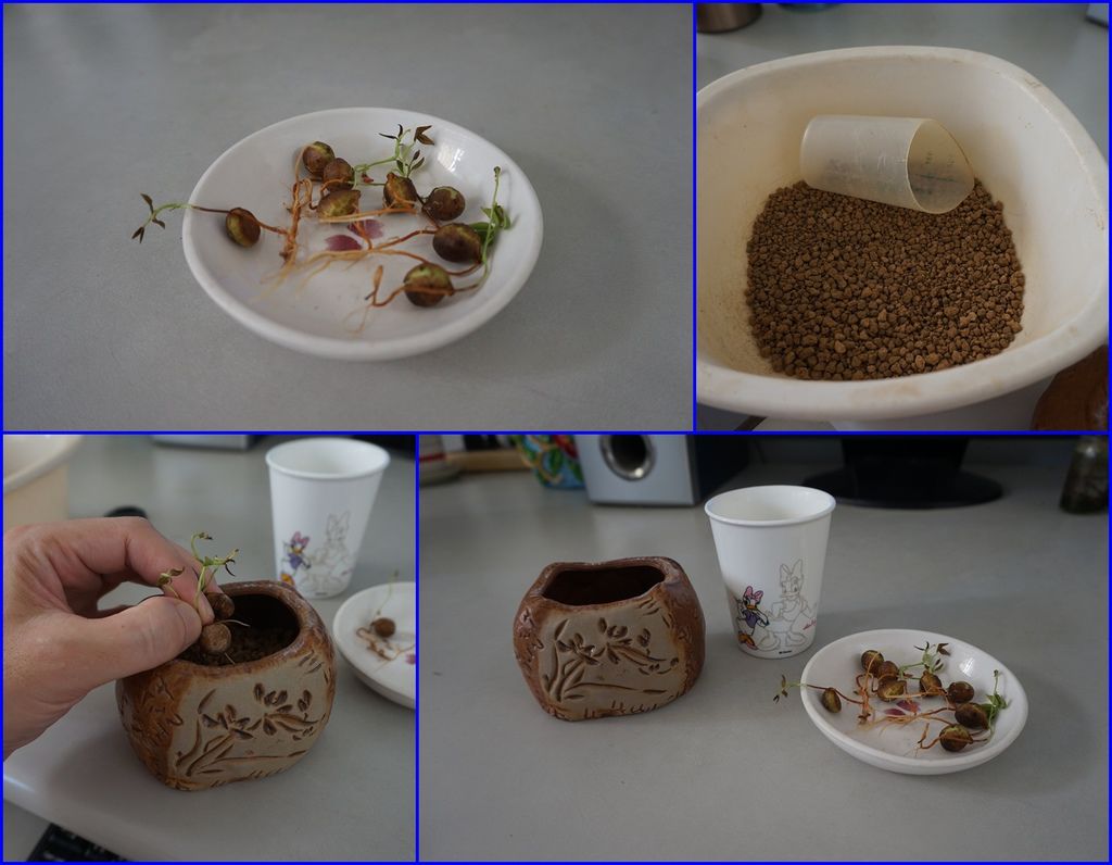 04把發芽種子種到小盆器中赤玉土土耕(無洞盆器).jpg