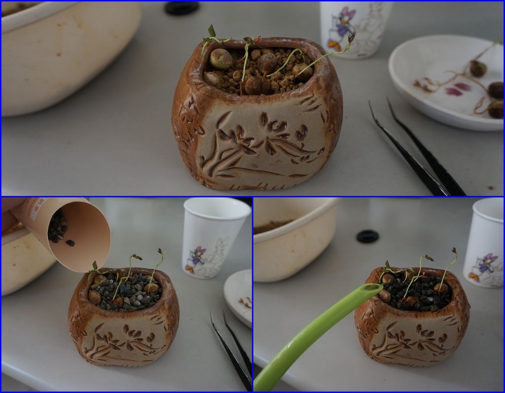 05剛種好的八角櫻桃小盆栽蓋上麥飯石及加水看起來亂亂的.jpg 05剛種好的八角櫻桃小盆栽蓋上麥飯石及加水看起來亂亂的.jpg