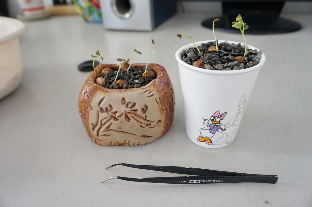 07總共8顆櫻桃小種子種成2盆種子盆栽.JPG 07總共8顆櫻桃小種子種成2盆種子盆栽.JPG