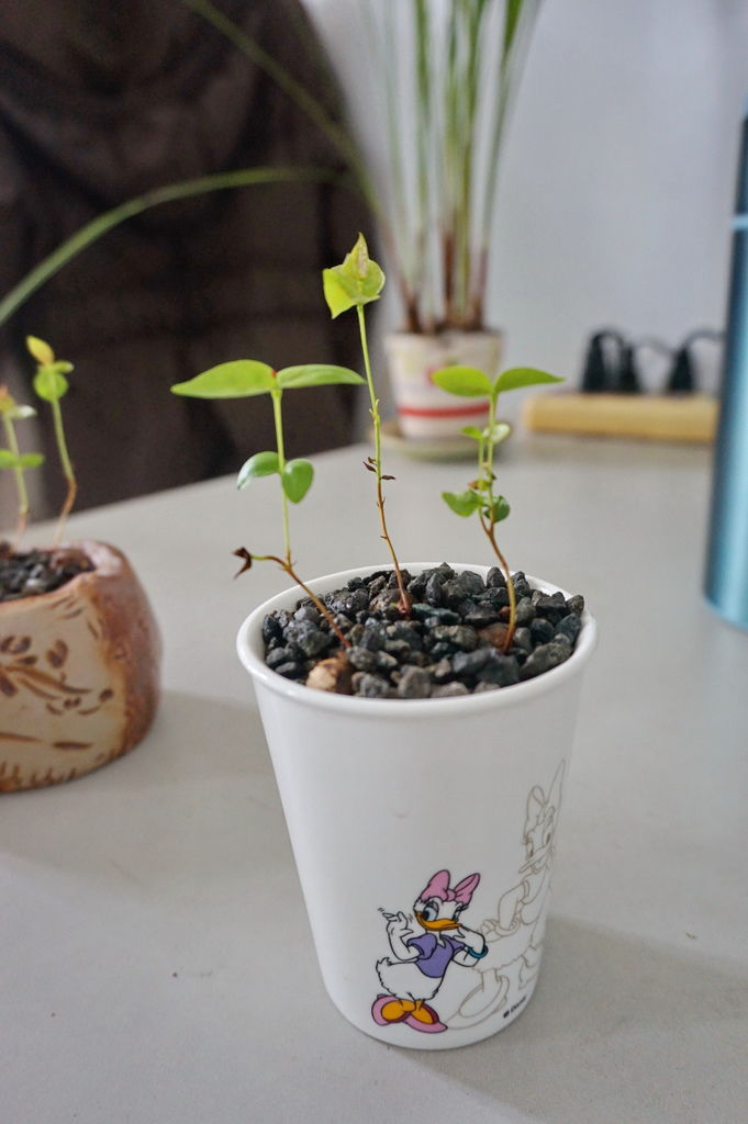 10小瓷盆-3棵八角櫻桃小苗(20160717拍攝).JPG 10小瓷盆-3棵八角櫻桃小苗(20160717拍攝).JPG