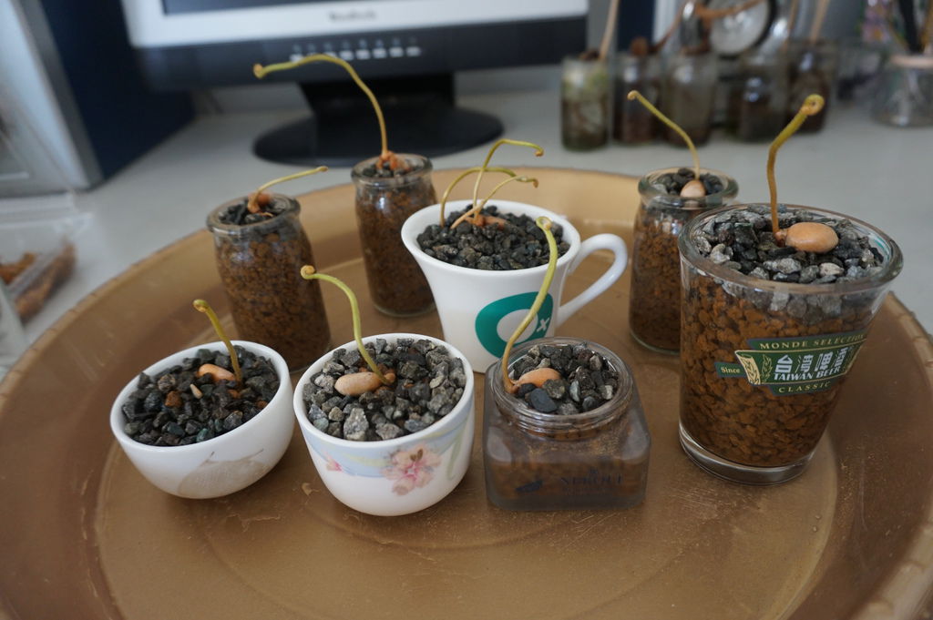 14一下子就有8小盆的墨西哥鐵樹種子盆栽(20160430拍攝).JPG 14一下子就有8小盆的墨西哥鐵樹種子盆栽(20160430拍攝).JPG