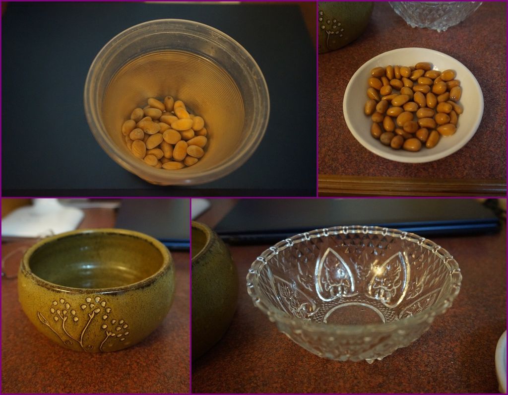 02墨西哥鐵樹種子泡水一週及盆器準備.jpg 02墨西哥鐵樹種子泡水一週及盆器準備.jpg