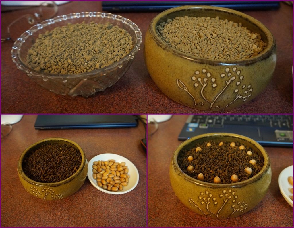 03墨西哥鐵樹種子赤玉土土耕法(20160327拍攝).jpg 03墨西哥鐵樹種子赤玉土土耕法(20160327拍攝).jpg