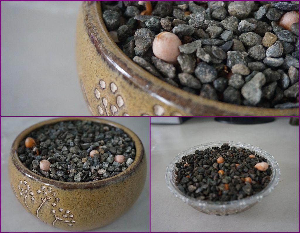 05墨西哥蘇鐵種子發芽了(20160430拍攝).jpg 05墨西哥蘇鐵種子發芽了(20160430拍攝).jpg