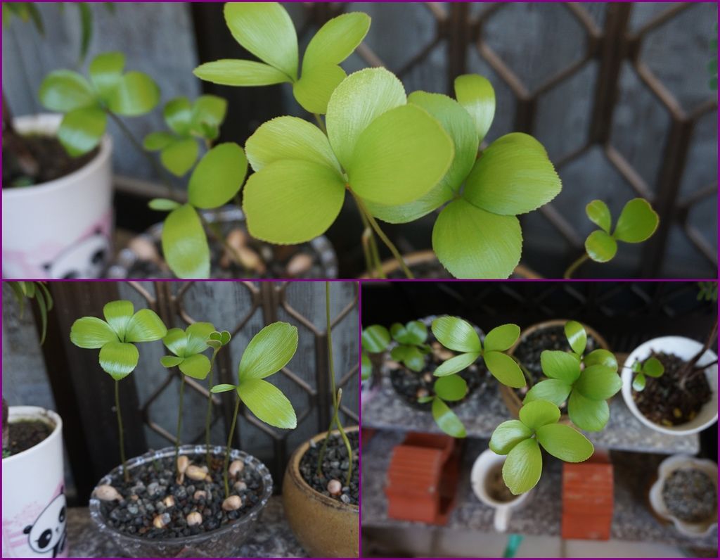 09墨西哥鐵樹種子盆栽的欣賞.jpg 09墨西哥鐵樹種子盆栽的欣賞.jpg