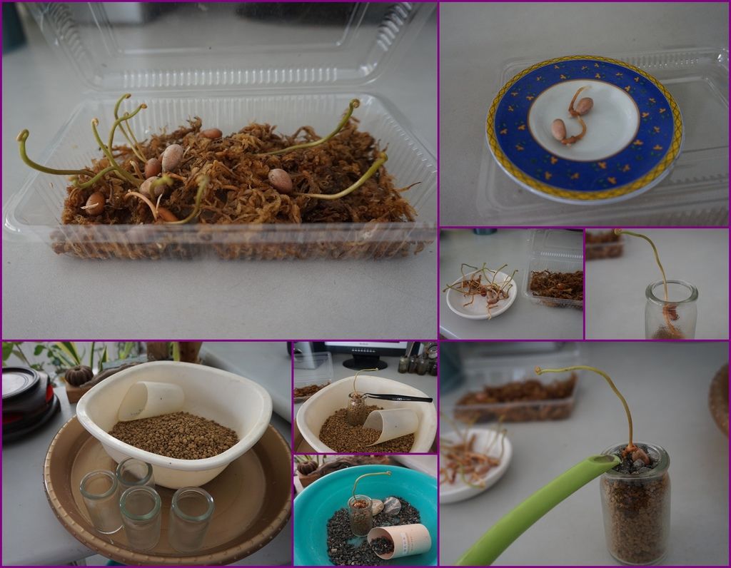 11墨西哥鐵樹單棵小玻璃瓶種植.jpg 11墨西哥鐵樹單棵小玻璃瓶種植.jpg