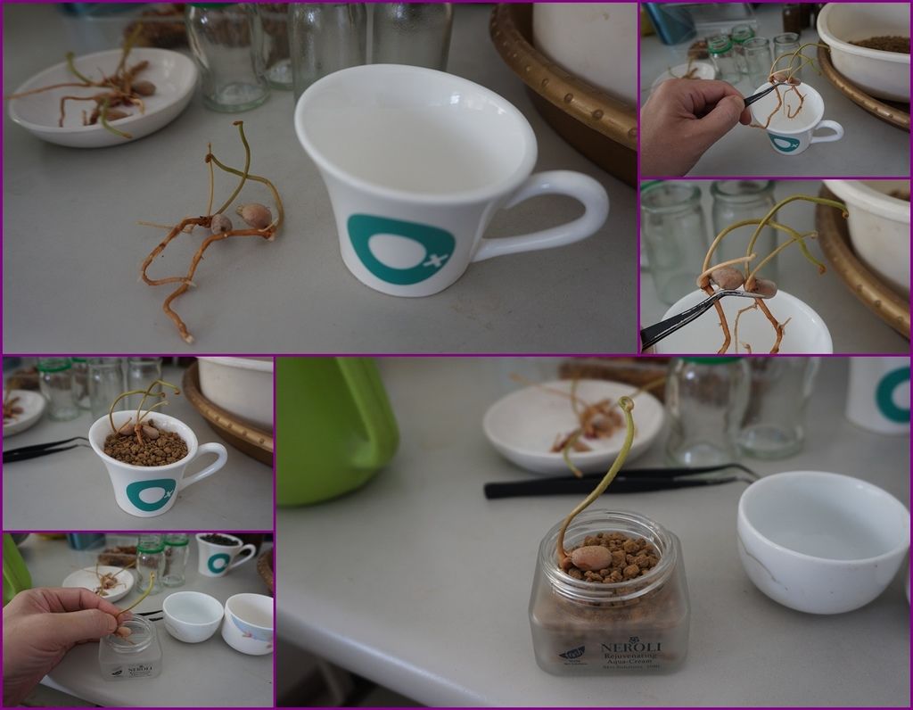 12小小盆器都可以拿來種植.jpg 12小小盆器都可以拿來種植.jpg