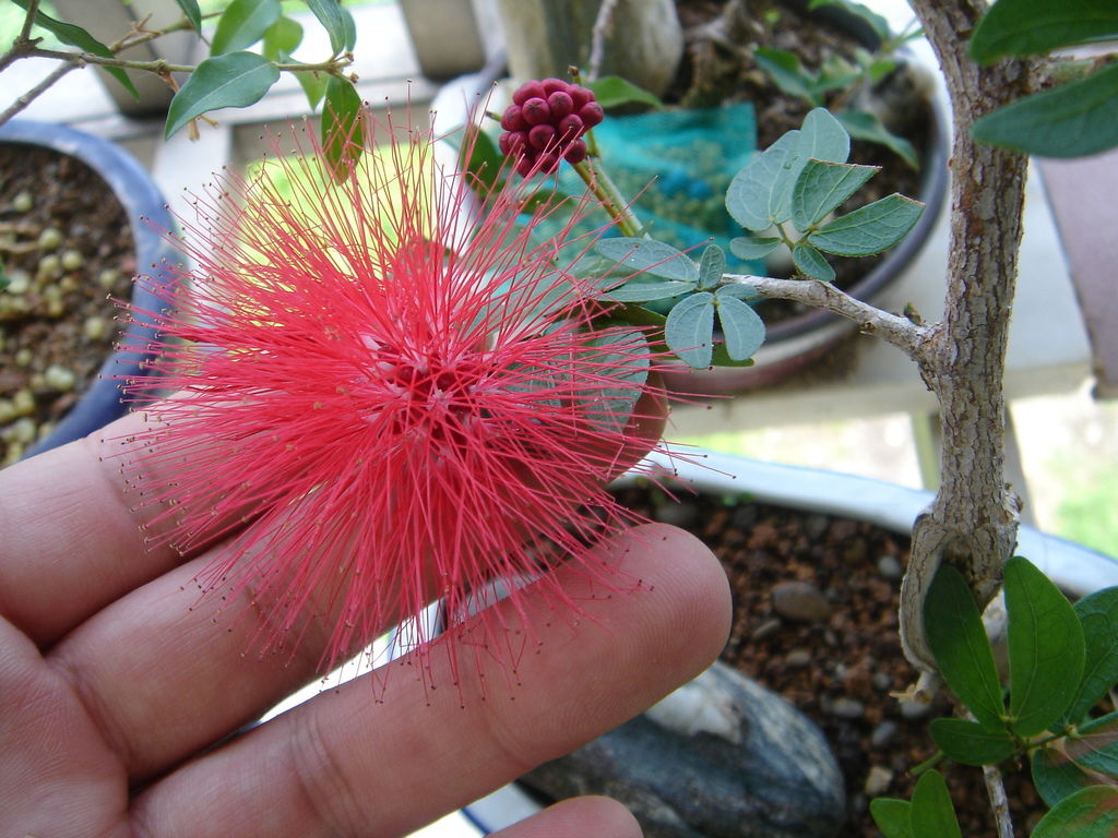 15紅粉撲花-一朵花.JPG