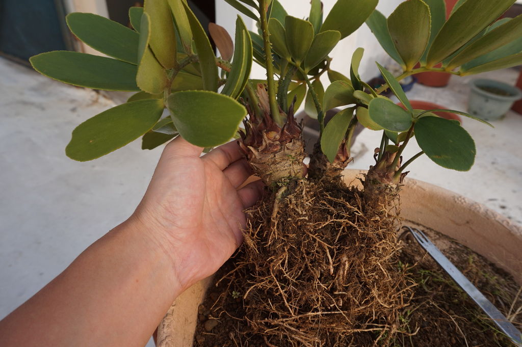 11墨西哥鐵樹根長不少3棵都結在一起.JPG