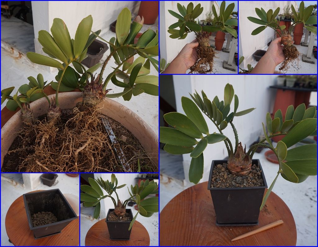 12墨西哥鐵樹最大棵的修剪根部後重回原來的盆子中.jpg